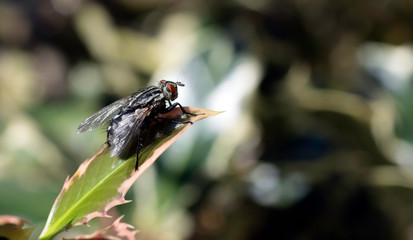 Mosca