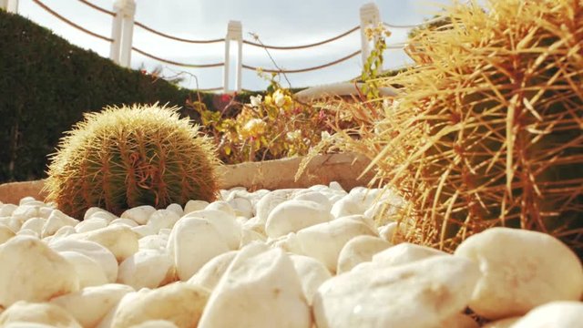 cactus in white stones against the sky