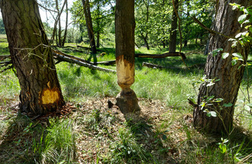 Destroyed trunk of the tree as a result of beaver activity