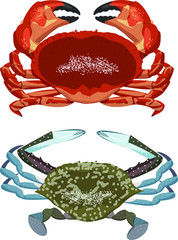 abstract background with a crab