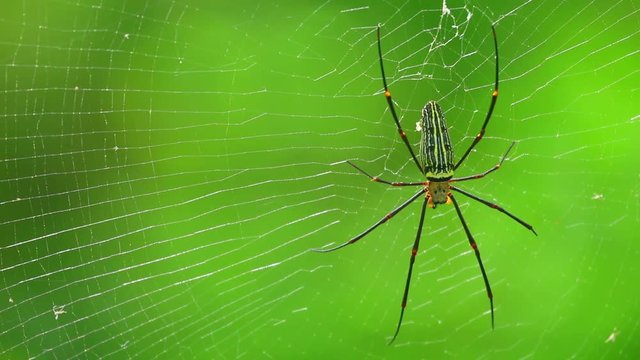 Spider closeup nephila pilipes, northern golden orb weaver or giant golden orb weaver one of the largest spiders in the world. Dorsal side with green nature forest bokeh background.