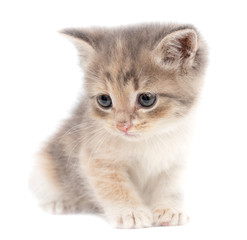 Portrait of a kitten on a white background