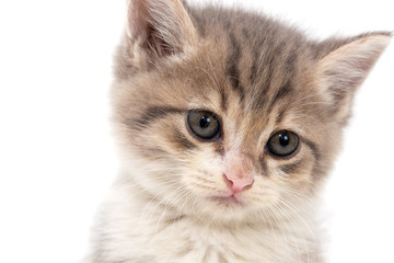 Obraz premium Portrait of a kitten on a white background
