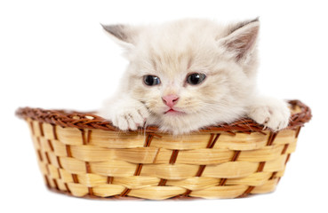 Fototapeta na wymiar Kitten in a basket on a white background