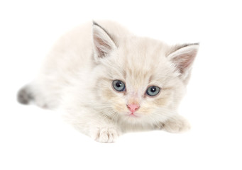 Fototapeta na wymiar Portrait of a kitten on a white background