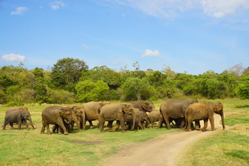Fototapeta na wymiar スリランカのミンネリア国立公園でサファリ