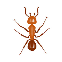 Red ant. Vector illustration on white background