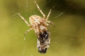 insecte