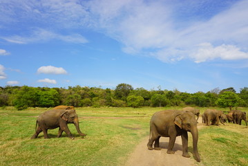 スリランカのミンネリア国立公園でサファリ