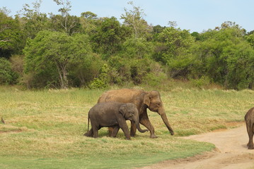 Naklejka premium エレファントサファリ