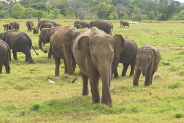Fototapeta na wymiar スリランカの国立公園で象の群れ
