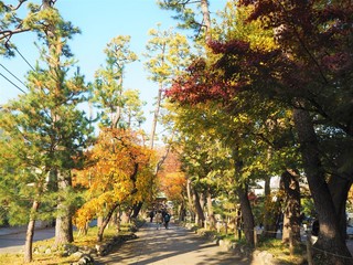 the autumn leaves in Japan