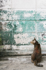 Cat sitting from back on a old wall background. Cat is looking for something. Tabby cat  on copy space