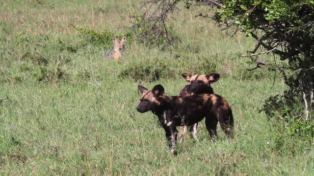 Wild dogs in Kenya field