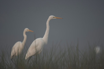 Great Egret in misty Morning