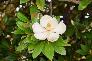 крупный цветок белой магнолии в листве дерева