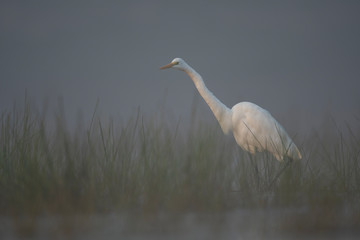 Great Egret in misty Morning
