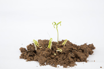 A little tomato seedling over white background