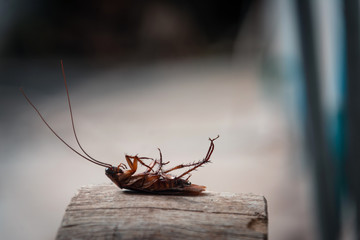 Dead cockroach on abstract blur background with copy space