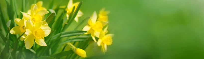 Crédence en verre imprimé Narcisse Beau fond de printemps panoramique avec des fleurs de jonquilles