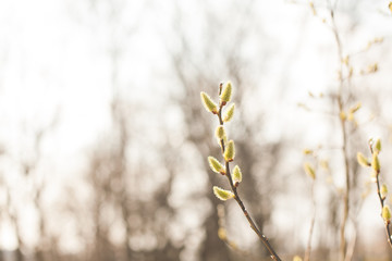 Spring nature background with pussy willow branches