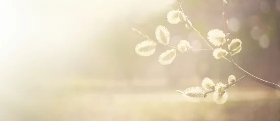Foto auf Acrylglas Frühling Frühlingsnaturhintergrund mit Weidenkätzchenzweigen