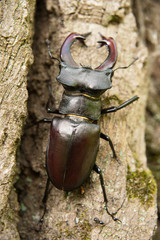 beetle on the oak bark