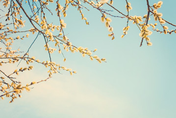 Spring nature background with pussy-willow branches