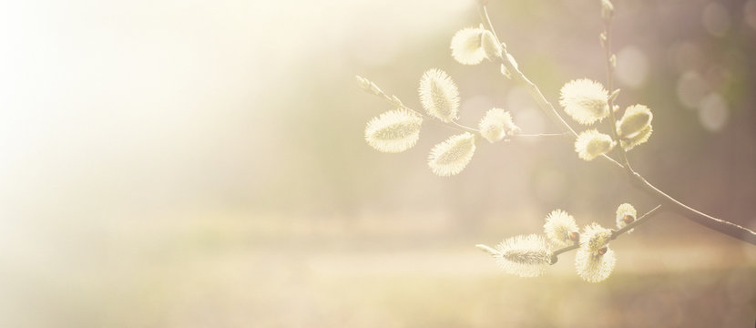 Spring nature background with pussy willow branches