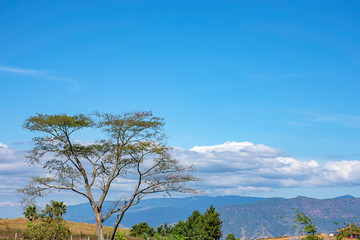 Obraz premium The trees and grass on the hills and the blue sky.