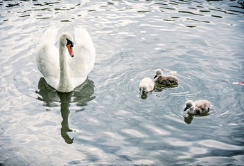 White mother swan swim with her youngs © vrabelpeter1