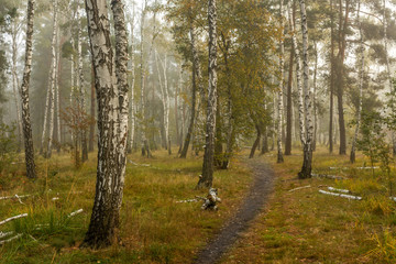 Forest. Fog. Autumn leaves. Autumn colors.