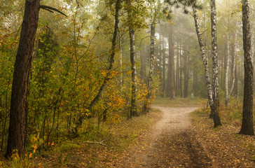 Forest. Fog. Autumn leaves. Autumn colors.