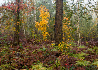 Forest. Fog. Autumn leaves. Autumn colors.