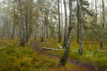 Forest. Fog. Autumn leaves. Autumn colors.