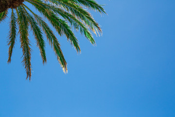 Green palm tree on blue sky background Copy space