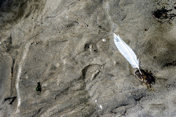 The feather of a seagull fell on the sand of the beach somewhere on the north coast of Brittany