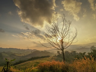 Obraz na płótnie Canvas Lone Dry Tree Branches, mountain view of alone dry tree with mountain and colorful of yellow sun light in the sky background, sunset at Phu Chi Fa, Phu Chi Fa Forest Park, Chiang Rai, Thailand.