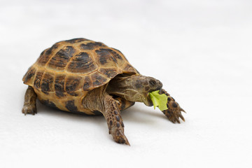 Naklejka premium Turtle on a white backgroun