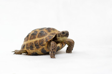 Obraz premium Turtle on a white backgroun