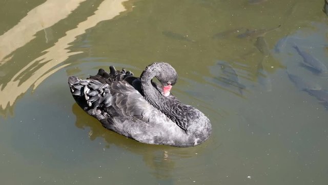 Black swan with Japanese Fancy crap or koi fish black color in pond at north of thailand, UHD 4K video with copy space