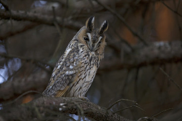  A long-eared owl (Asio otus) perched in the daytime in a garden in Berlin Germany.