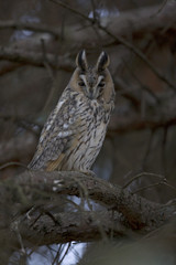  A long-eared owl (Asio otus) perched in the daytime in a garden in Berlin Germany.