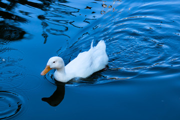 duck in a pond