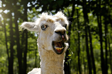 Llama in the zoo. Funny smiling lamma with mouth open chewing green fresh grass. Sunlight on the upper left corner with blurred background. Potrait of fluffy white alpaca with blue eyes. © SIV Stock Studio