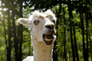 Fotobehang Llama in the zoo. Funny smiling lamma with mouth open chewing green fresh grass. Sunlight on the upper left corner with blurred background. Potrait of fluffy white alpaca with blue eyes. © SIV Stock Studio