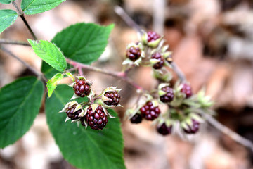 Wild blackberry on mulberry in the woods, contrasting on the green colored leaves. Blurred brown colored leaves in the background.