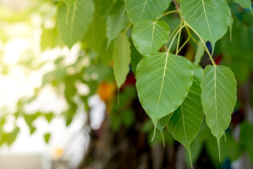 Bodhi leaves or pho leaves on natural background. Sacred Tree for Buddhist