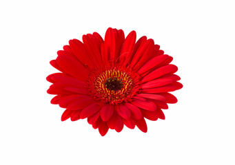 Red gerbera flower isolated on white background.