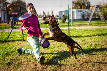 Bull terrier jumping during disc dog training with girl